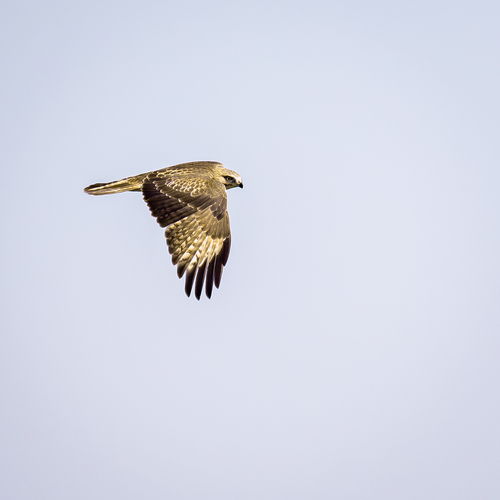 Eastern Buzzard