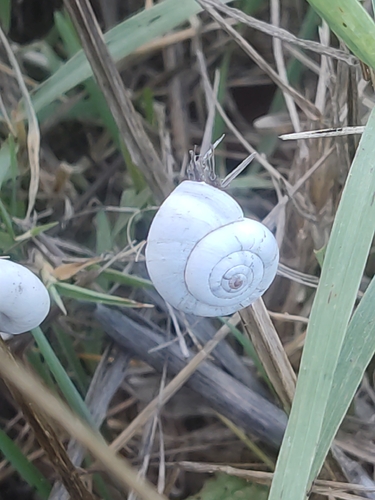 Xeropicta derbentina