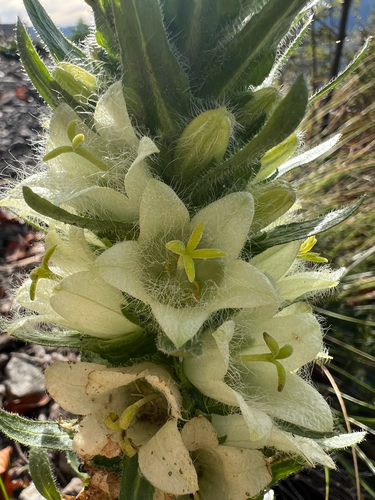 Yellow Bellflower