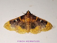 Polygrammodes multifenestrata
