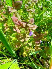Glechoma hederacea