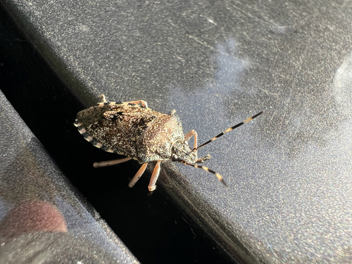 Mottled Stink Bug