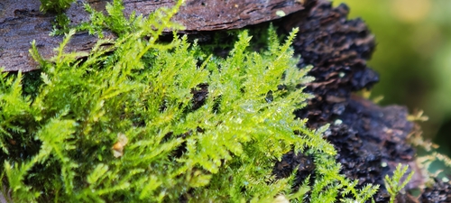 Kindbergia praelonga observed 2026-10-17