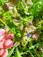 Glechoma hederacea