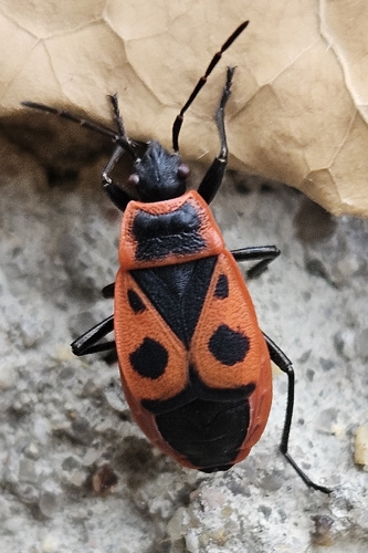 European Firebug