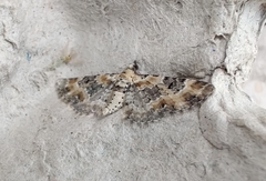 Eupithecia pulchellata