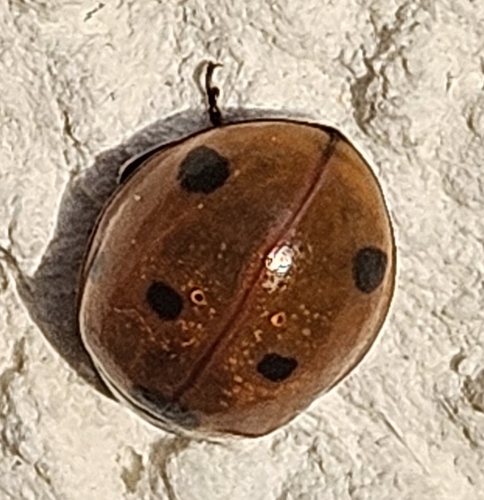 Seven-Spot Ladybird