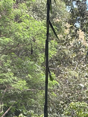Giant Golden Orbweaver