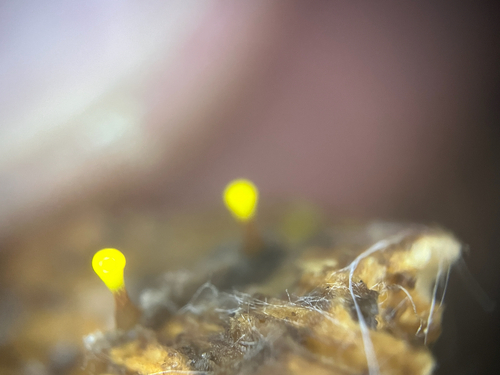 Physarum viride observed 2026-10-17