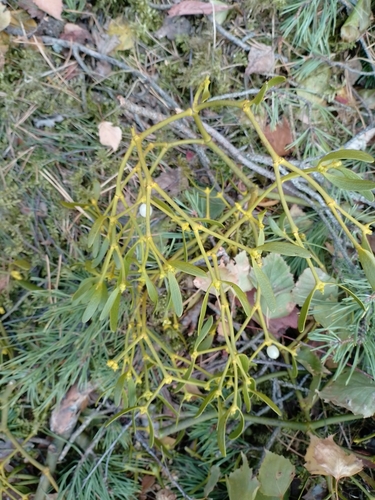 Pine Mistletoe