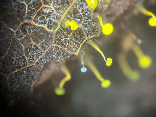Physarum viride observed 2026-10-17