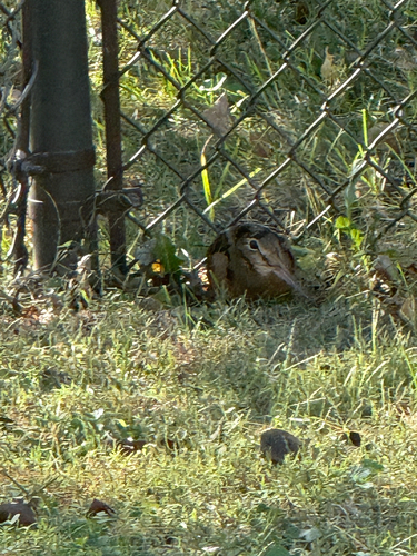 American Woodcock observed by jmax1403