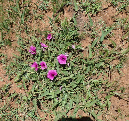 Image of Ipomoea pellita by no rights reserved