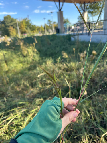Dichanthium aristatum observed 2026-10-17