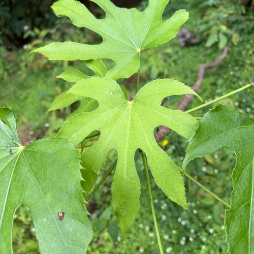 Fatsia polycarpa observed 2026-10-17