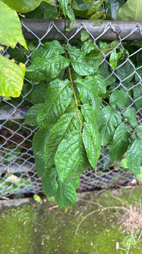Spathodea campanulata observed 2026-10-16