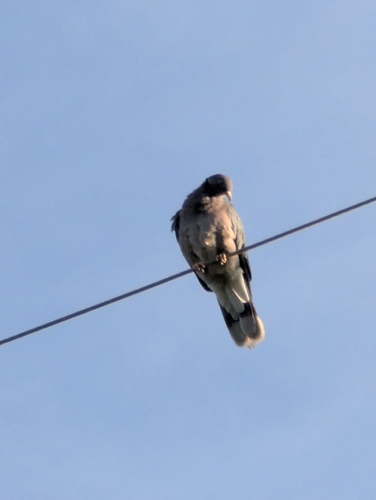 Band-tailed Pigeon observed by swilcox8