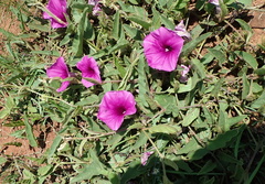 Ipomoea pellita