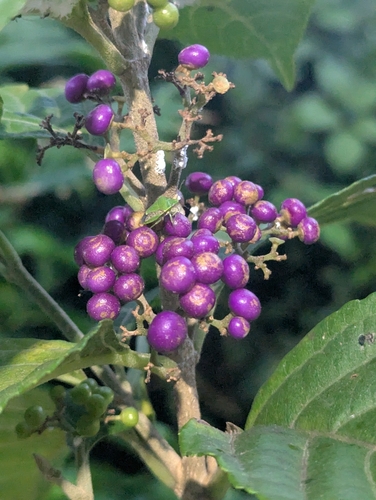 Callicarpa japonica observed 2026-10-17