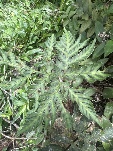Doryopteris concolor observed 2026-10-17
