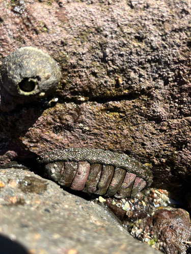 Chiton stokesii, 2026-10-13