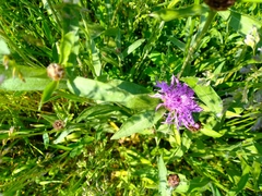 Centaurea jacea
