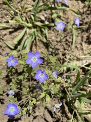 Nemophila pulchella