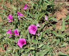 Ipomoea pellita