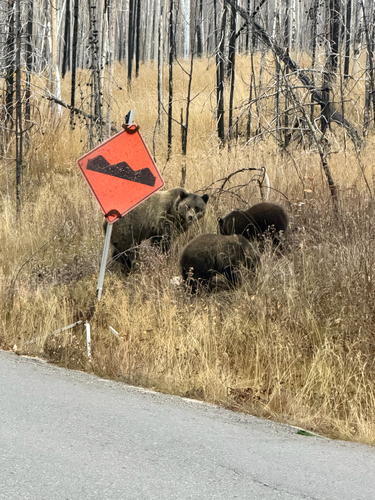 Grizzly Bear sighting near Division No. 15