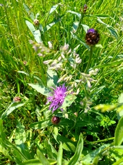 Centaurea jacea