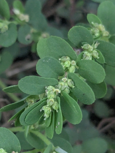 Euphorbia thymifolia observed 2026-10-17