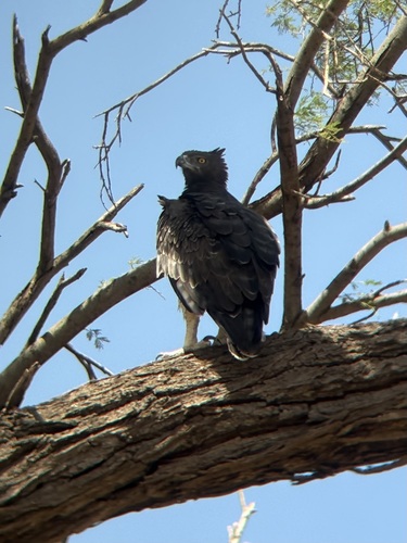 iNaturalist image