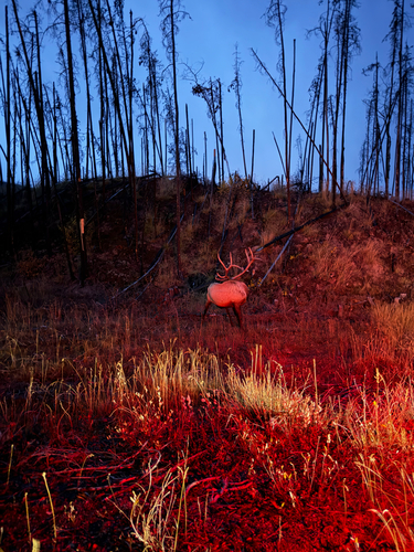 Wapiti des montagnes rocheuses observed by josianefortin