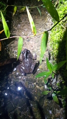 Limnonectes conspicillatus