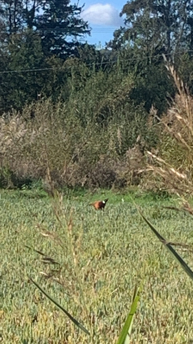Ring-necked Pheasant observed by miaboddy