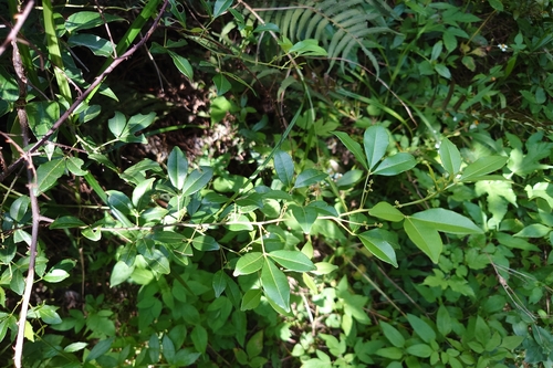 Zanthoxylum asiaticum observed 2026-09-26