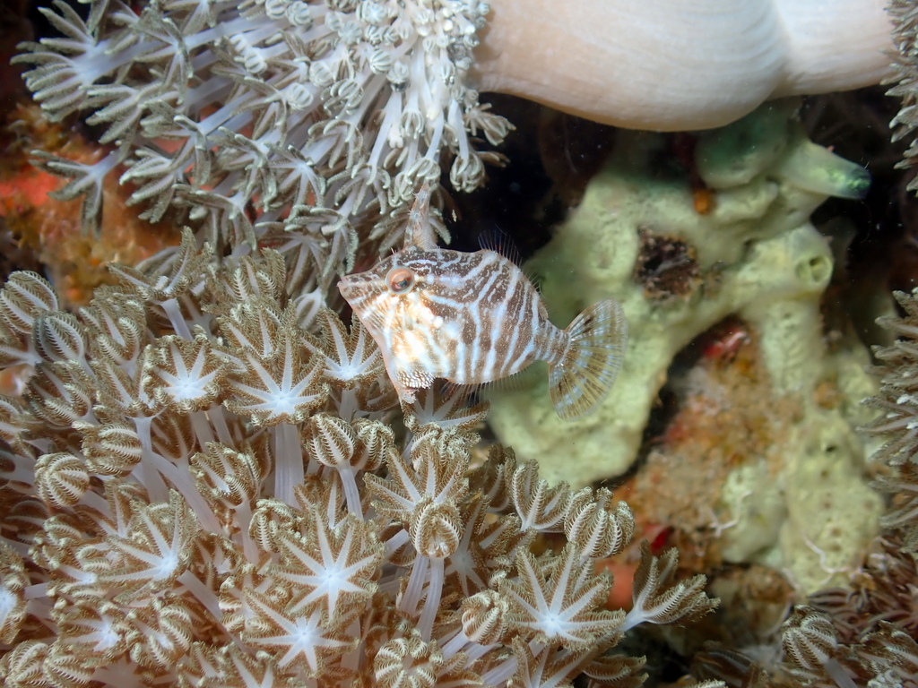 Flower-coral Filefish