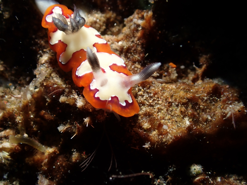 Fiesta Rainbow Dorid