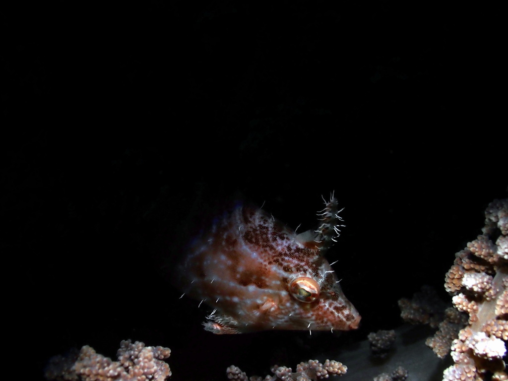 Flower-coral Filefish