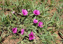 Ipomoea pellita