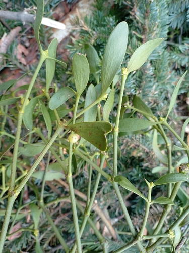 Fir Mistletoe