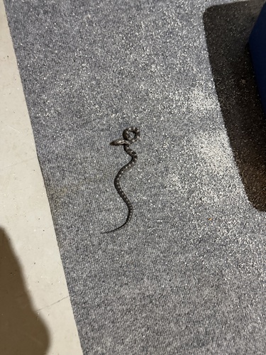 Central Ratsnake observed by ploegl