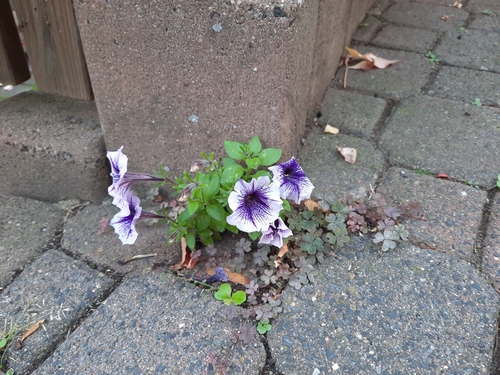 Petunia atkinsiana observed 2026-10-17