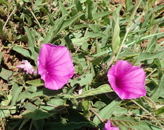 Ipomoea pellita