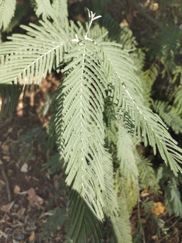 Silver wattle