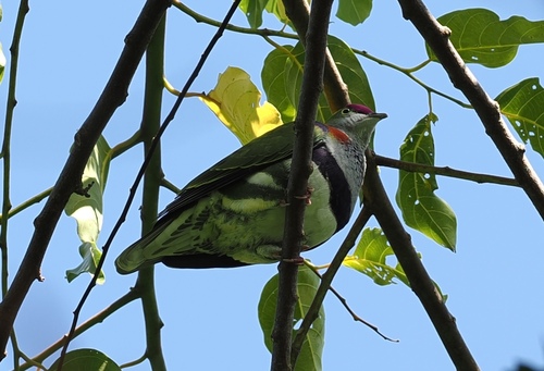 Ptilinopus superbus observed 2026-10-10