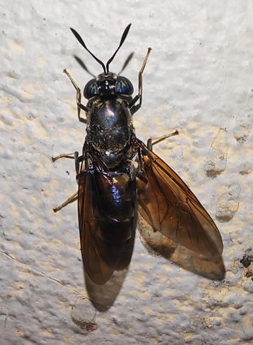 Black Soldier Fly
