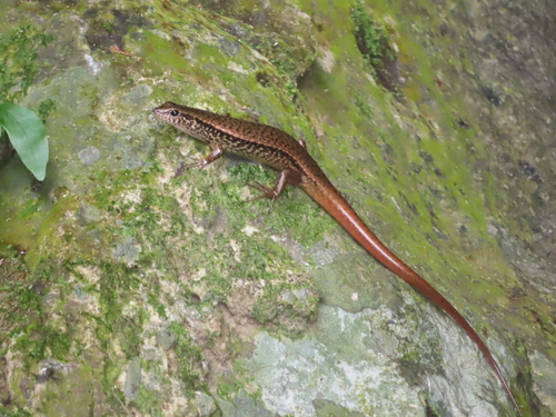 Sphenomorphus indicus observed 2026-10-17
