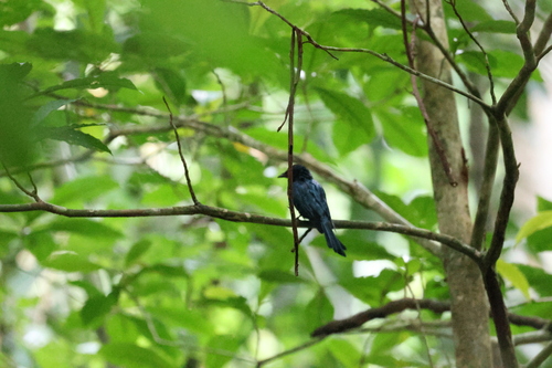Dicrurus aeneus observed 2026-10-17