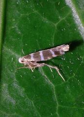 Argyresthia trifasciata